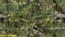 fishouflage camo vinyl film for wrapping cars, trucks, boats & more.. contact us www.Powersportswraps.com