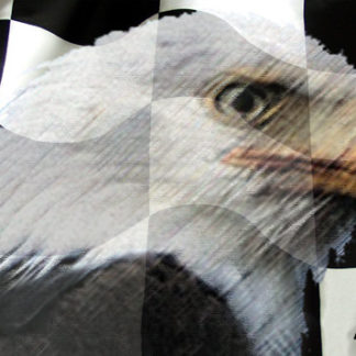 Racing Flag Eagle Vinyl Graphics