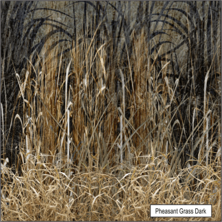 Pheasant Grass