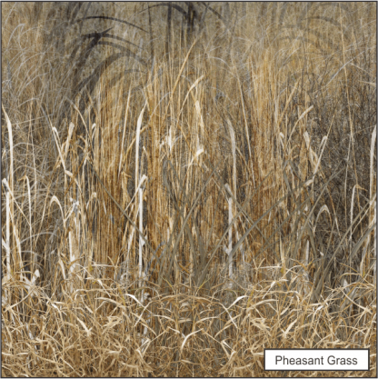 Pheasant Grass - Image 3